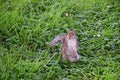 Cute Watchful Squirrel Standing Upright in Green Grass and Flowers Royalty Free Stock Photo