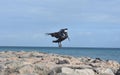 Cute water fowl preparing to land on a jetty Royalty Free Stock Photo