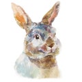 Cute watercolor hand drawn little fluffy rabbit. Rural pet isolated on white background.