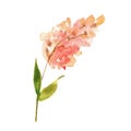Cute watercolor hand painted pink blossom flower