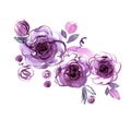 Cute watercolor hand painted purple roses.