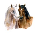 Watercolor cute horses. Funny illustration
