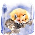 Cute watercolor illustration with orange red fox. Fluffy beast sleeps sweetly
