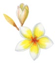 A cute watercolor illustration of a tropical frangipani or plumeria flower isolated on a white background Royalty Free Stock Photo