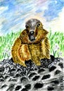 Cute Watercolor Marmot