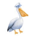 Cute watercolor pelican with captain hat character isolated on white. Hand drawn nautical childish illustration Royalty Free Stock Photo