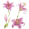 Watercolor pink lilies flower set