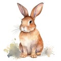 Cute watercolor rabbit illustration