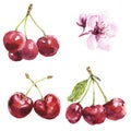 Watercolor cherries set