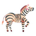 Cute watercolor zebra illustration isolated on white background Royalty Free Stock Photo