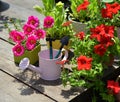 Cute watering can with tools and blooming flowers of purslane and petunia on wooden patio