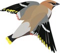 Cute waxwing vector