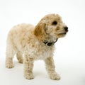 A cute Cockapoo puppy on a white background Royalty Free Stock Photo
