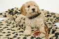 A cute Cockapoo puppy on a white background