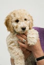 Cockapoo puppy cuddled by her lady owner