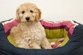 A cute Cockapoo puppy on a white background Royalty Free Stock Photo