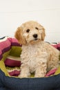 A cute Cockapoo puppy in her new bed Royalty Free Stock Photo