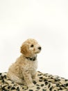 A cute Cockapoo puppy on a white background Royalty Free Stock Photo
