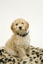 A cute Cockapoo puppy on a white background