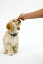 A cute Cockapoo puppy on a white background