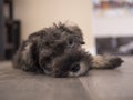 Cute 9 week old Miniature Schnauzer puppy relaxing on the floor