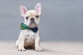 Cute 7 weeks old lilac fawn colored French Bulldog dog puppy wearing a bow tie sitting in front of gray wall Royalty Free Stock Photo