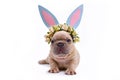 Cute fawn French Bulldog puppy dressed up as easter bunny with blue paper rabbit ears headband with flowers on white background Royalty Free Stock Photo