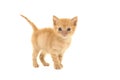 Cute 4 weeks old red ginger tabby baby cat seen from the side looking at the camera Royalty Free Stock Photo