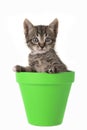 Cute 5 weeks old tabby baby cat in a green flower pot isolated o