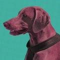 Cute Weimaraner dog portrait pop art style Royalty Free Stock Photo