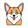 Cute welsh corgi dog