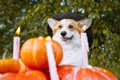 Cute Welsh Corgi dog dressed in a festive halloween black and yellow witch hat, sitting next pile of different sized orange pumpki