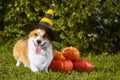 Cute Welsh Corgi dog dressed in a festive halloween black and yellow witch hat, sitting next pile of different sized orange pumpki