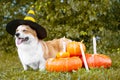 Cute Welsh Corgi dog dressed in a festive halloween black and yellow witch hat, sitting next pile of different sized orange pumpki