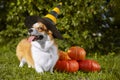 Cute Welsh Corgi dog dressed in a festive halloween black and yellow witch hat, sitting next pile of different sized orange pumpki