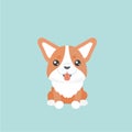 Cute welsh corgi dog.