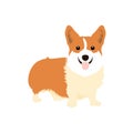 Cute Welsh Corgi dog isolated on white background. Cartoon dog puppy icon vector. Hand drawn childish vector illustration.