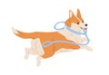 Cute Welsh Corgi dog running away with leash in mouth. Happy funny doggy escaping. Colored flat vector illustration of Royalty Free Stock Photo