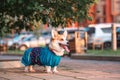 Cute Welsh Corgi dog sitting on the steps in the town. a dog in the city. Dog in urban landscape Royalty Free Stock Photo