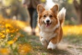 Cute Welsh corgi dog on a walk with its owner