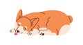 Cute Welsh corgi lying. Funny adorable dog. Alluring amusing puppy. Lovely cunning doggy resting and looking up, peeping