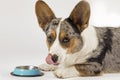 Cute welsh corgi of merle color, with big ears, lies close to empty bowl and licks with his tongue.