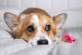 Cute welsh corgi pembroke lies on white bed with pacifier. Pregnant dog