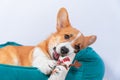 Cute Welsh corgi Pembroke or cardigan puppy is lying in a pet bed and gnawing a toy in the form of snowman. Special Royalty Free Stock Photo