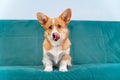 Cute Welsh corgi Pembroke or cardigan puppy is sitting on the couch and licking its lips, front view. Hungry dog hints