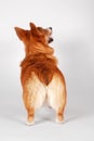 Cute Welsh Corgi Pembroke dog of ginger and white color standing on empty background, looking up, funny back view.