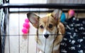 Cute welsh corgi pembroke puppy dog in a crate training sitting