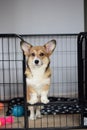 Cute welsh corgi pembroke puppy dog in a crate training sitting Royalty Free Stock Photo