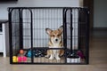 Cute welsh corgi pembroke puppy dog in a crate training sitting