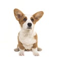 Cute welsh corgi pembroke puppy sitting and looking up